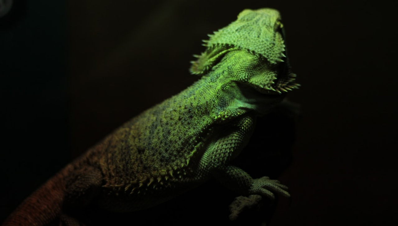 main-iguana