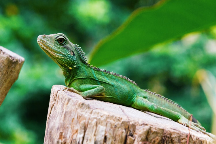 iguana-main-section